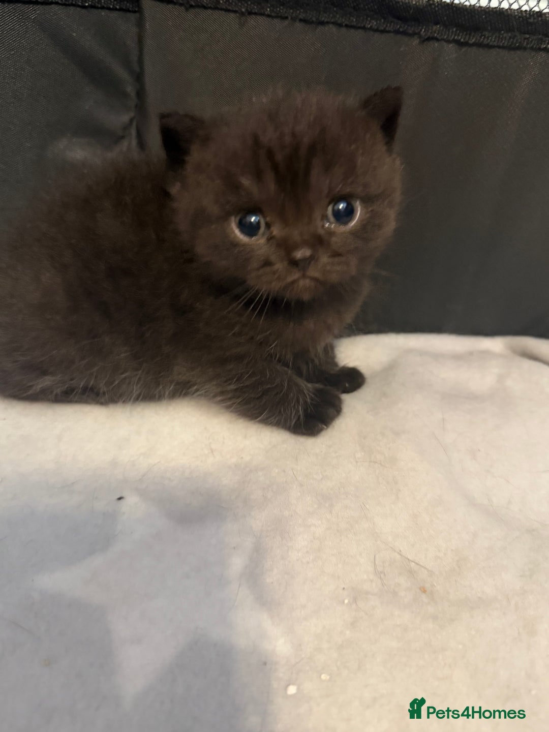 British Shorthair cats for sale: Beautiful British shorthair champion bloodlines - Image 18