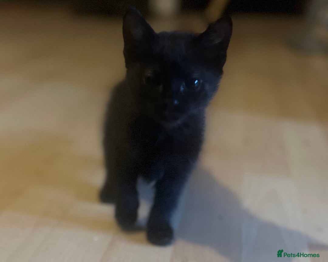 Mixed Breed cats for sale: Beautiful kittens  - Image 14