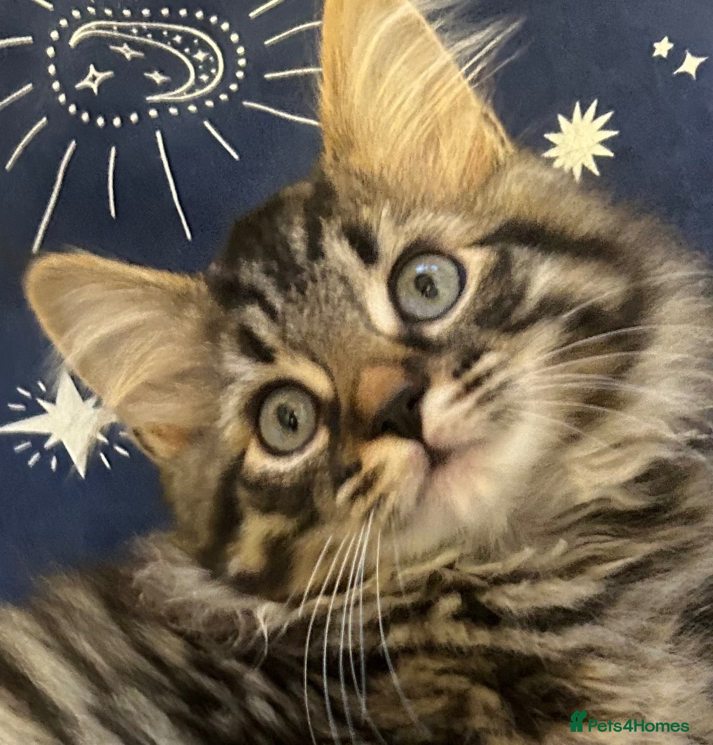 Mixed Breed cats Bengal x kitten  - Advert 18