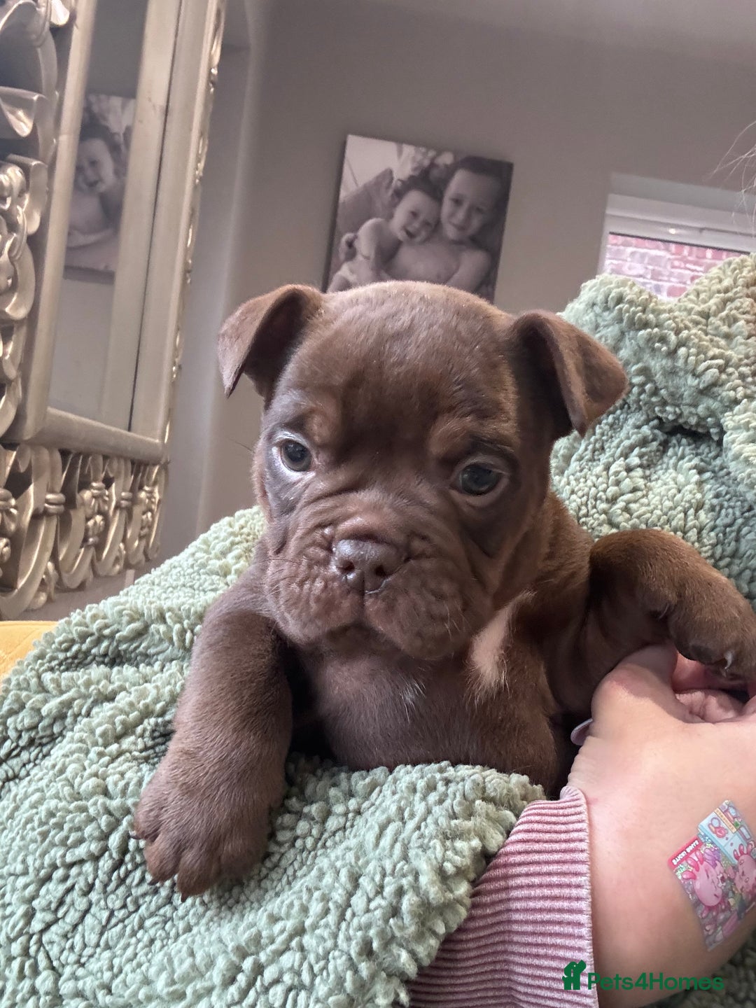 Olde English Bulldogge dogs for sale: Top quality olde English bulldogs - NEBBER REG - Advert 4