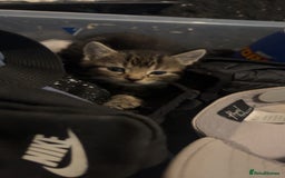 Domestic Shorthair cats for sale: Ready now British short hair  - Image 3