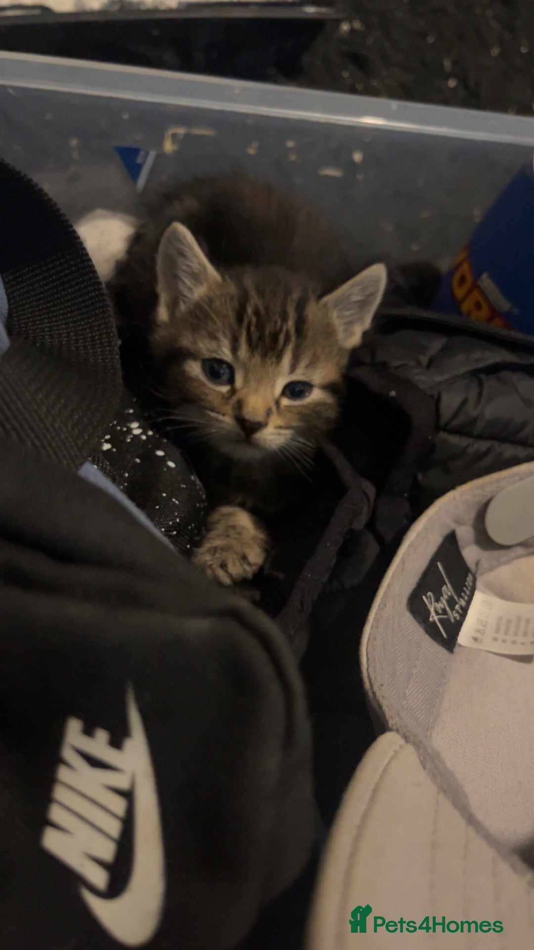 Domestic Shorthair cats for sale: Ready now British short hair  - Image 3