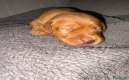 Labrador Retriever dogs for sale: Labrador Retriever Pups - Image 27