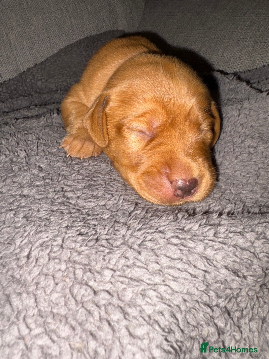 Labrador Retriever dogs for sale: Labrador Retriever Pups - Image 27