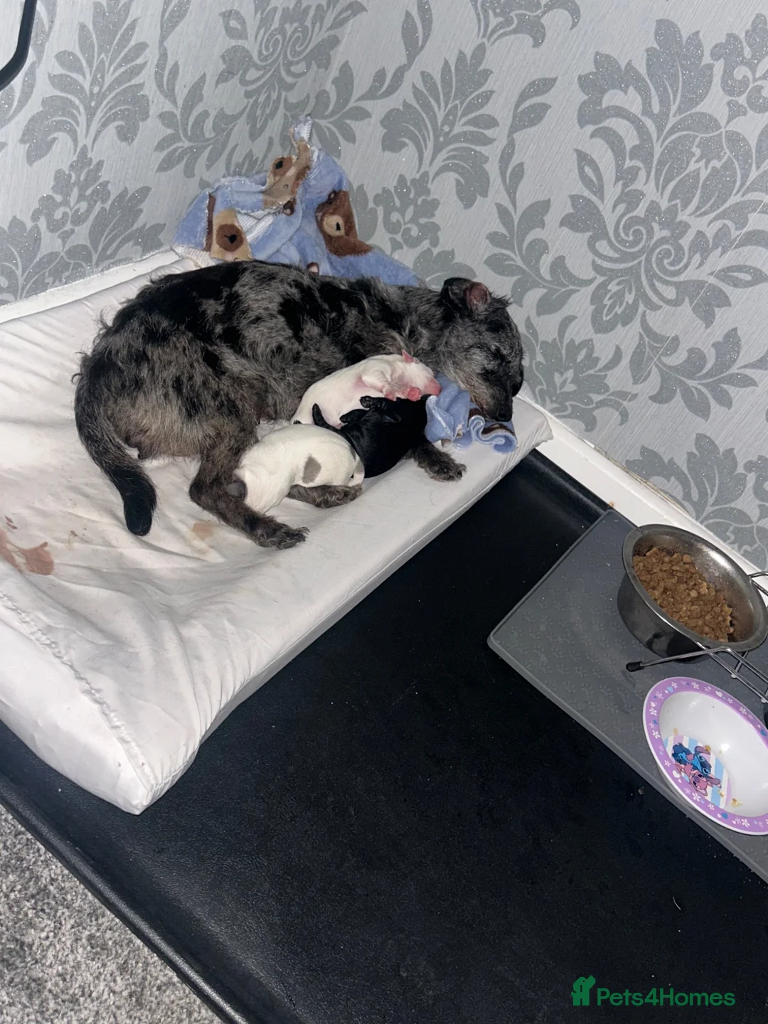 Mixed Breed dogs for sale: Patterjack  - Advert 1