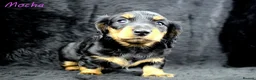 Miniature Dachshund dogs for sale: 🌟Dapple & Black Tan PRA Clear KC reg – June 26🌟 - Advert 6