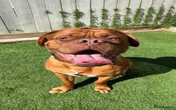 Dogue De Bordeaux dogs for stud: Proven KC Reg Dogue De Bordeaux in Newcastle upon Tyne - Image 9