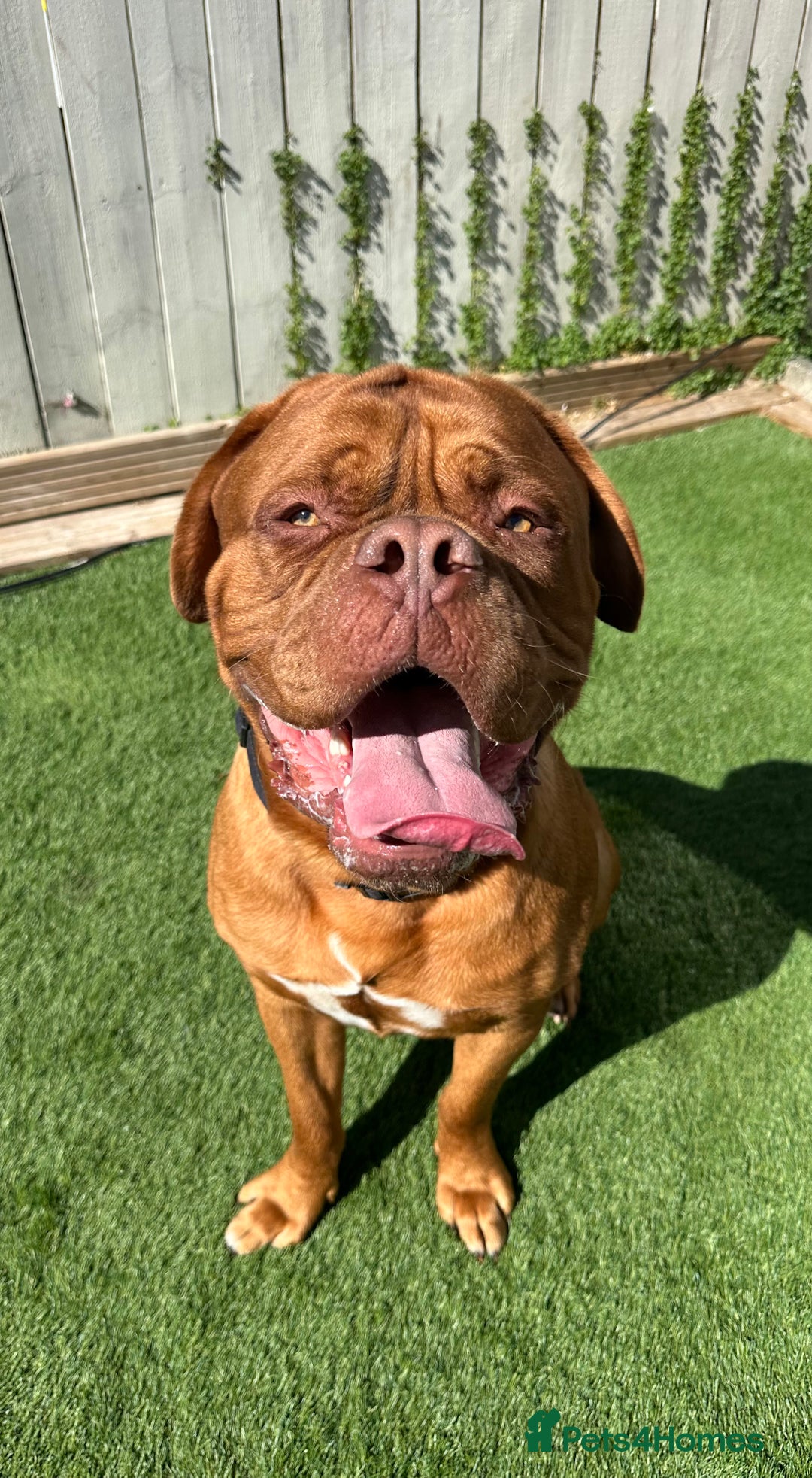Dogue De Bordeaux dogs for stud: Proven KC Reg Dogue De Bordeaux in Newcastle upon Tyne - Image 9
