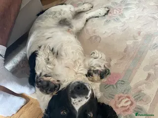 English Springer Spaniel dogs Very sad situation - Advert 7