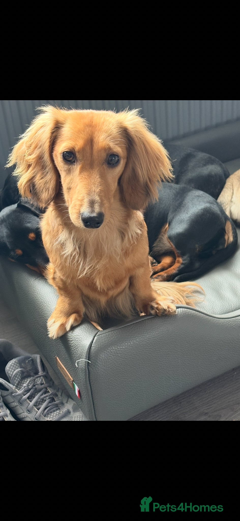 Miniature Dachshund dogs Champion Line KC Mini Longhair Dachshund Pups - Advert 2