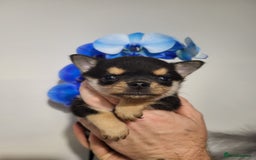 Chihuahua dogs for sale: DWKC Chihuahua Boys - Image 4