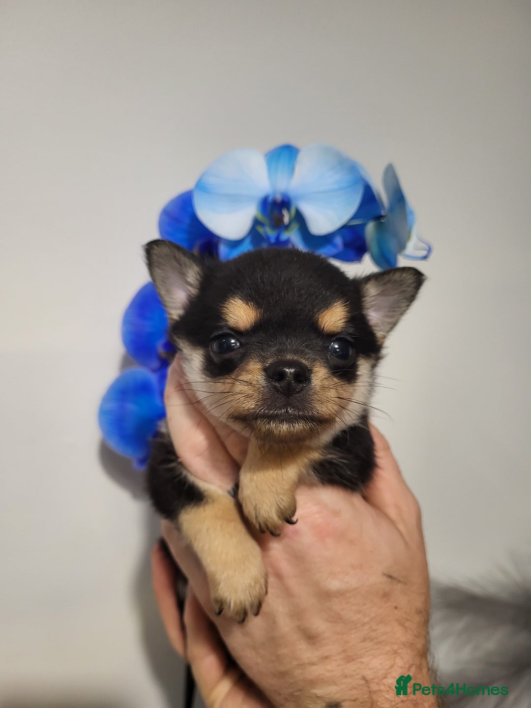 Chihuahua dogs for sale: DWKC Chihuahua Boys - Image 4