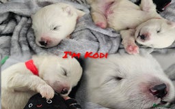 Samoyed dogs for sale: 2wonderful, purebred boys. (For therapy dogs) - Image 17