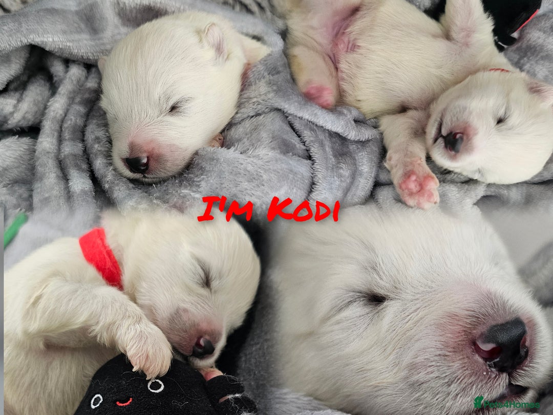 Samoyed dogs for sale: 2wonderful, purebred boys. (For therapy dogs) - Image 17