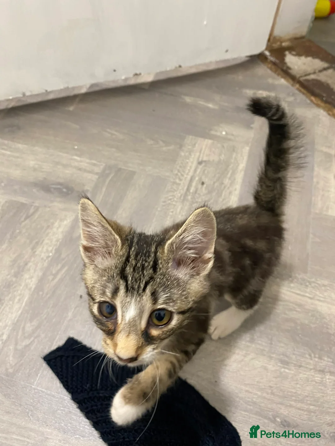 Mixed Breed cats for sale: Beautiful Kittens READY NOW - Advert 4