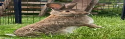 Continental Giant rabbits for sale: Continental Giant female - Advert 2