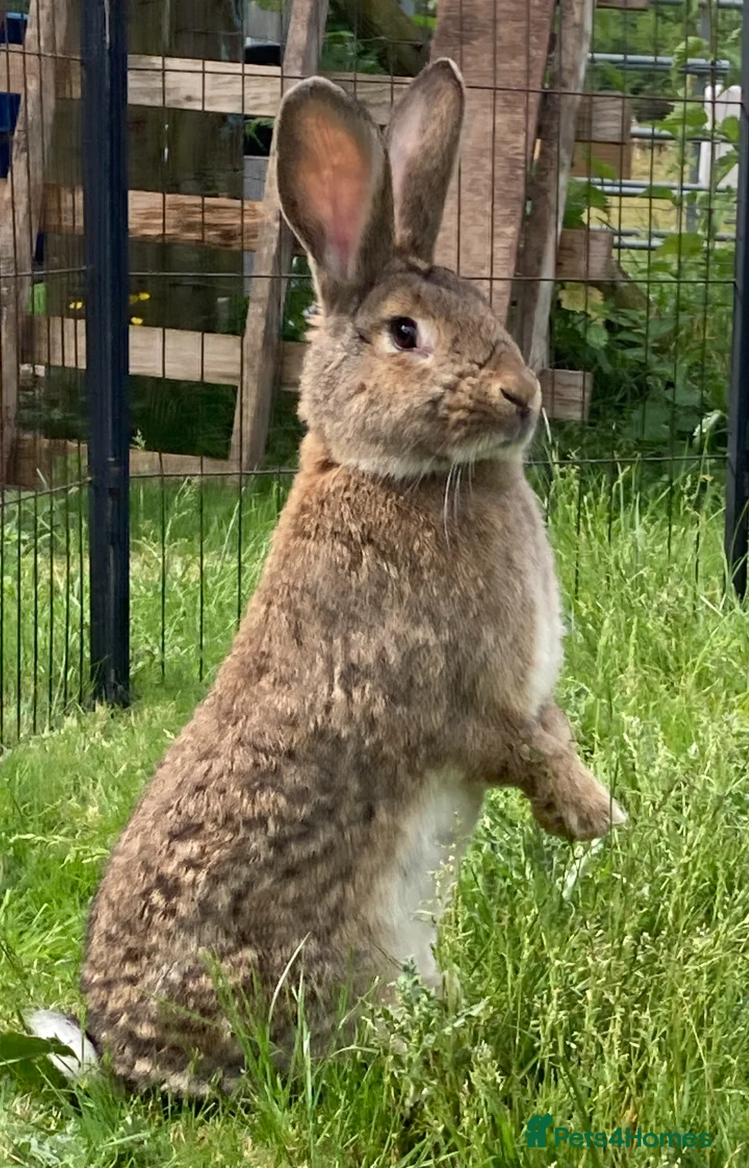Continental Giant rabbits for sale: Continental Giant female - Advert 2