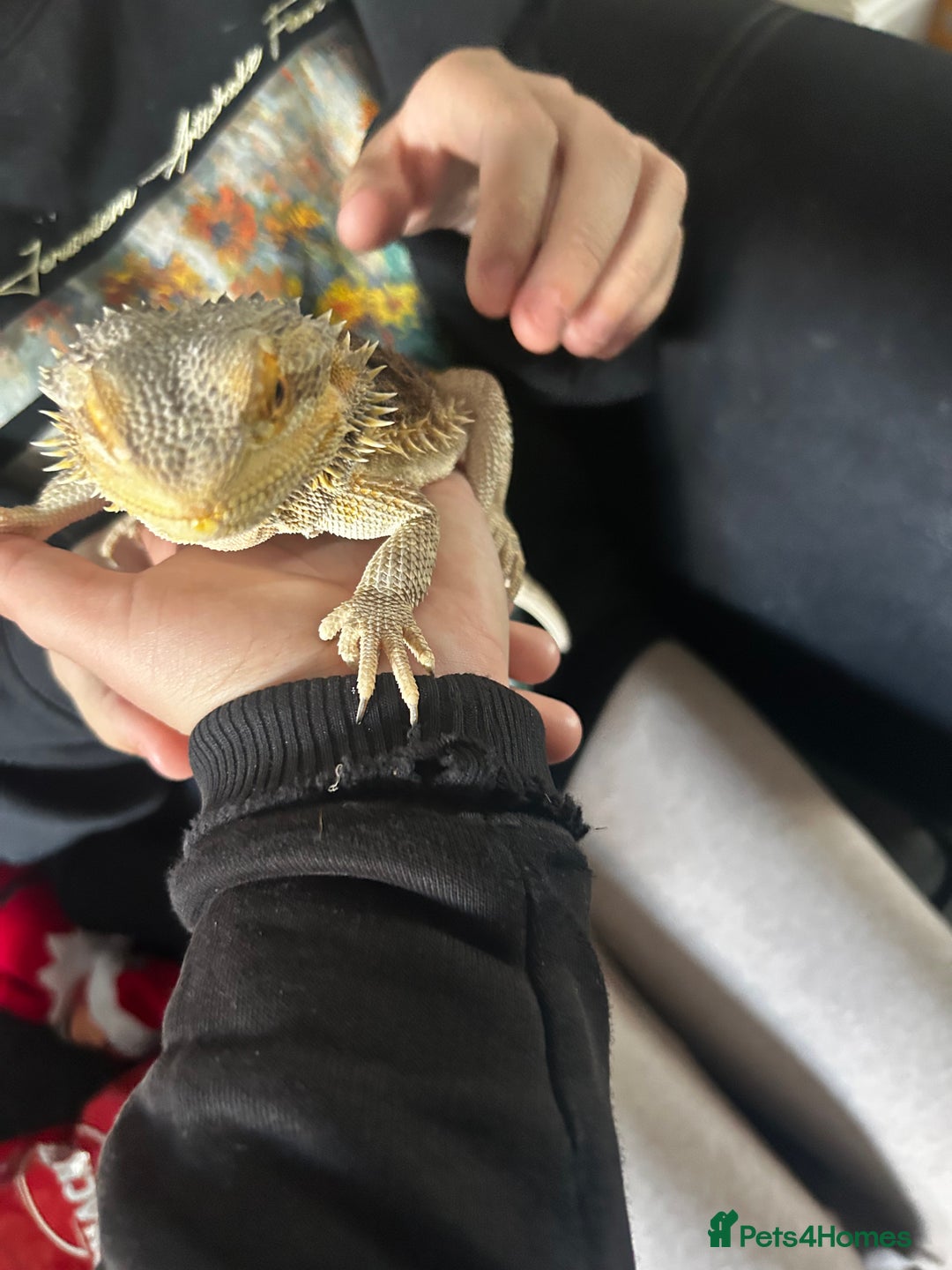 Bearded Dragon reptiles for sale: Bearded dragon and full set up  - Image 2