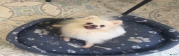 Pomeranian dogs for sale: Beautiful Pomeranian Girl - Advert 2