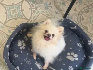 Pomeranian dogs Beautiful Pomeranian Girl - Advert 1