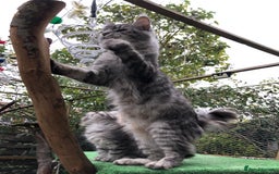 Maine Coon cats for sale: Maine coon kittens ready now - Image 13