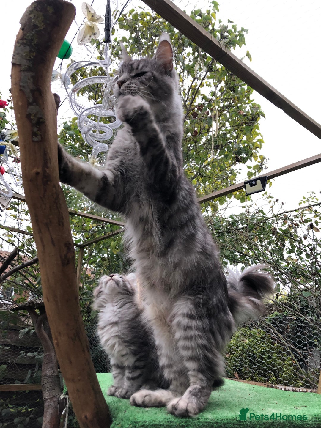 Maine Coon cats for sale: Maine coon kittens ready now - Image 13