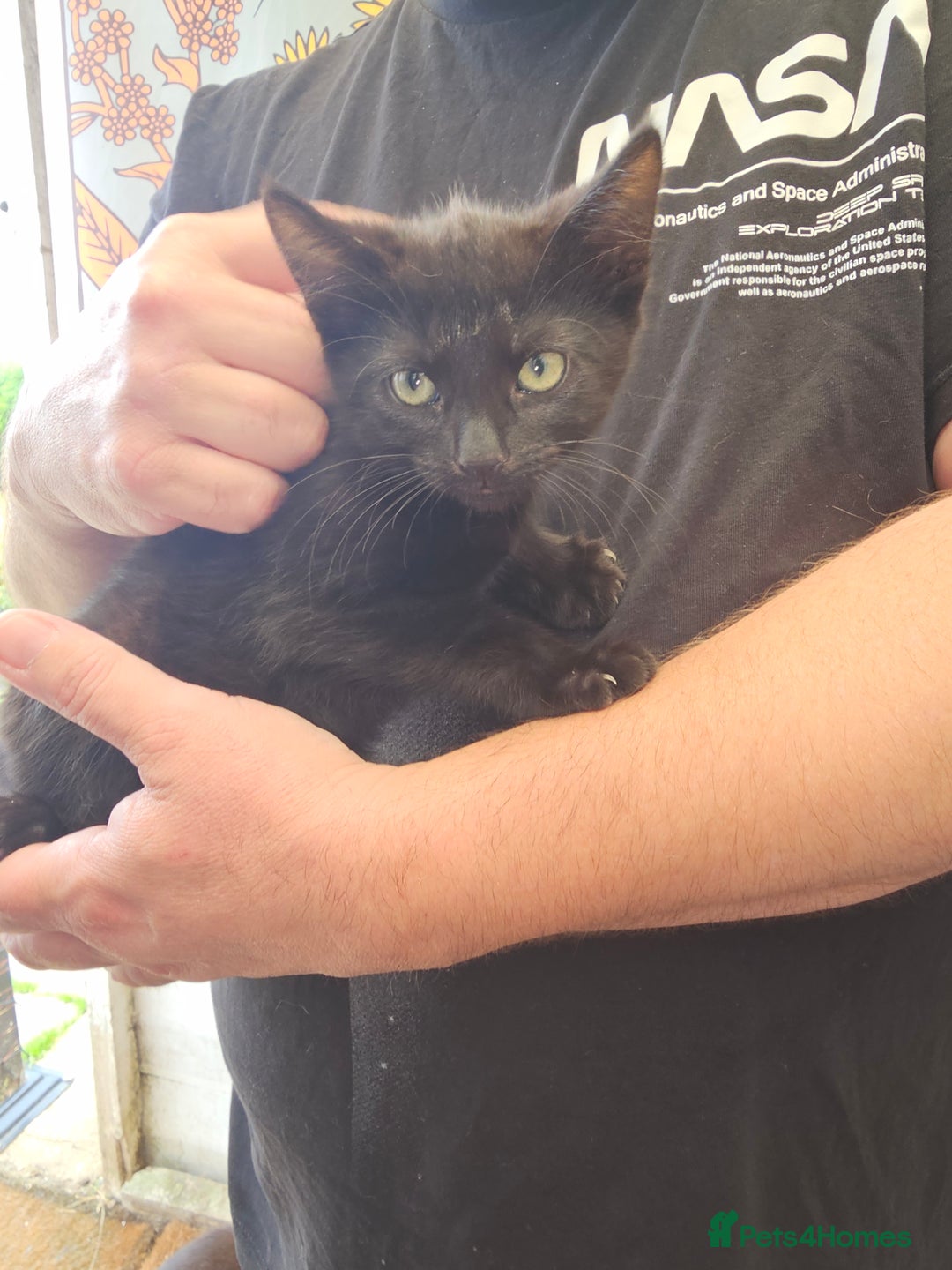 Mixed Breed cats for sale: KITTENS READY TO LEAVE NOW ONLY  1 BLACK GIRL LEFT - Image 9
