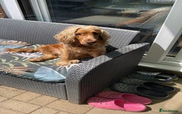 Cocker Spaniel dogs for sale: Cocker spaniel puppies  - Image 10