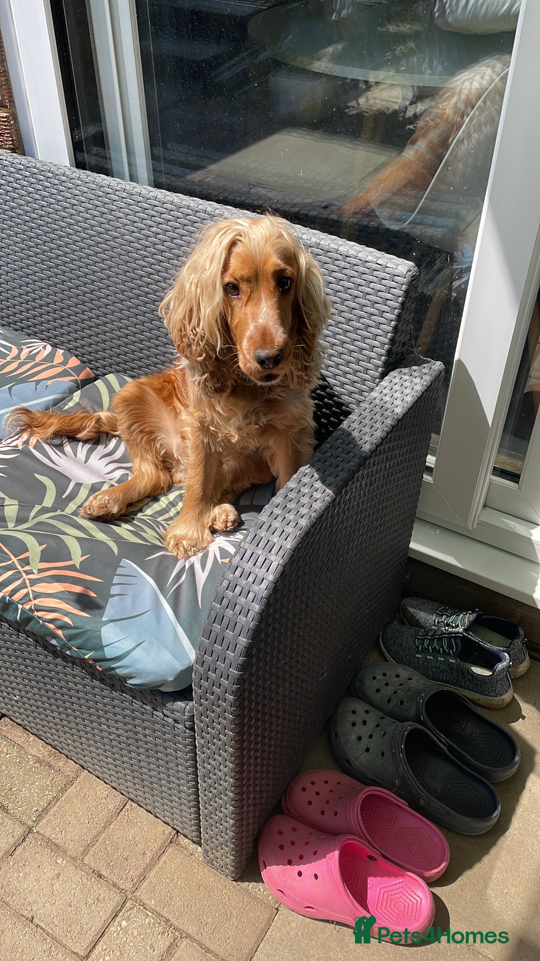 Cocker Spaniel dogs for sale: Cocker spaniel puppies  - Image 10