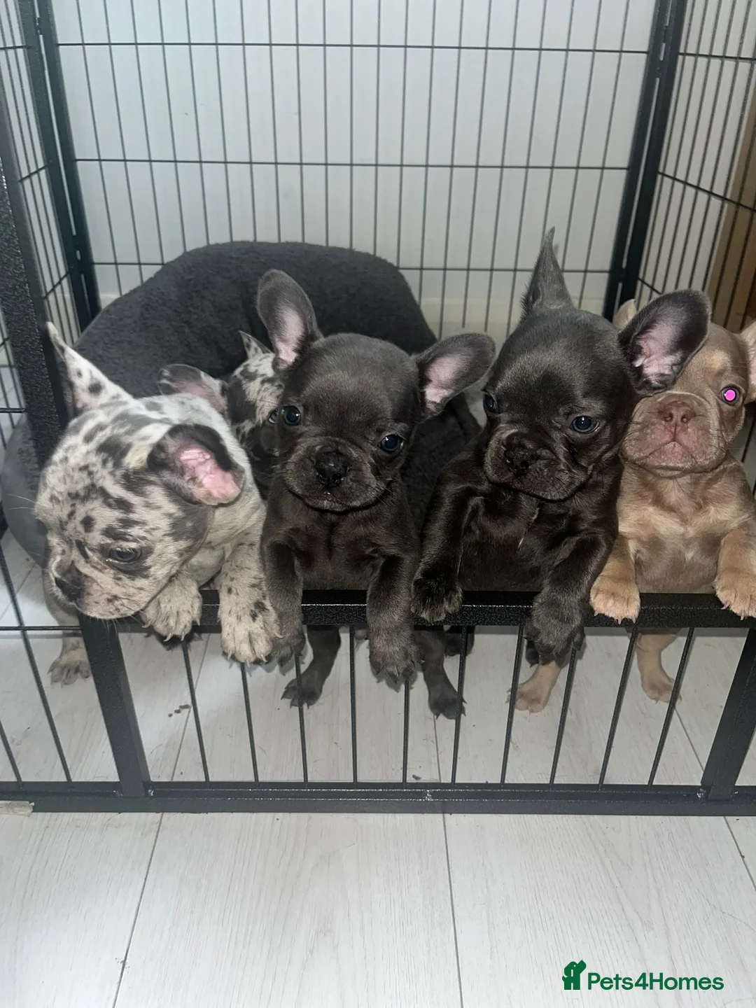 French Bulldog dogs for stud: Stunning blue merle 2year old stud - PROVEN in Lichfield - Advert 27