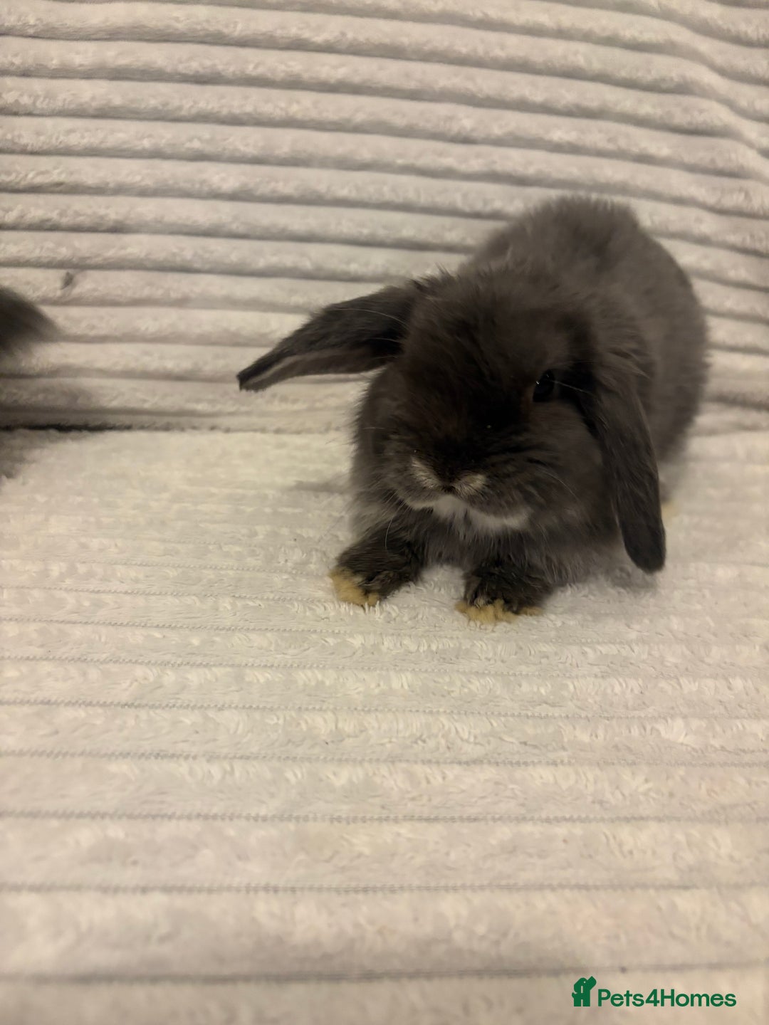 Mini Lop rabbits for sale: Lovely little mini lop baby bunny rabbits - Advert 6