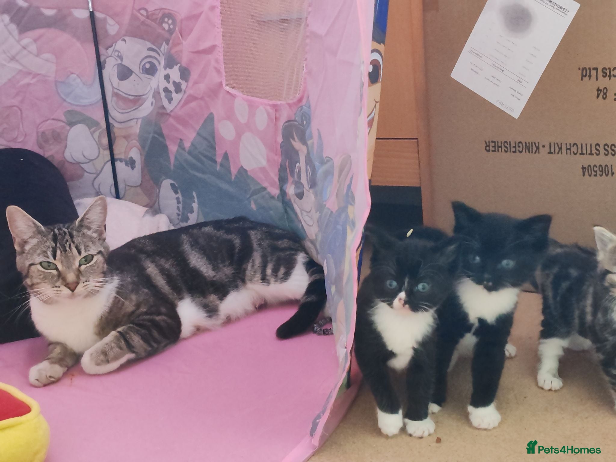 Mixed Breed cats Lovely crazy kittens - Advert 8