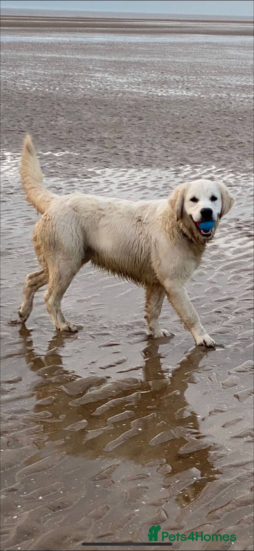 Golden Retriever dogs for sale: Health Tested Parents cream Golden Retriever Puppy - Advert 3