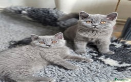 British Shorthair cats for sale: READY 1 boy Pedigree British shorthair  - Image 12