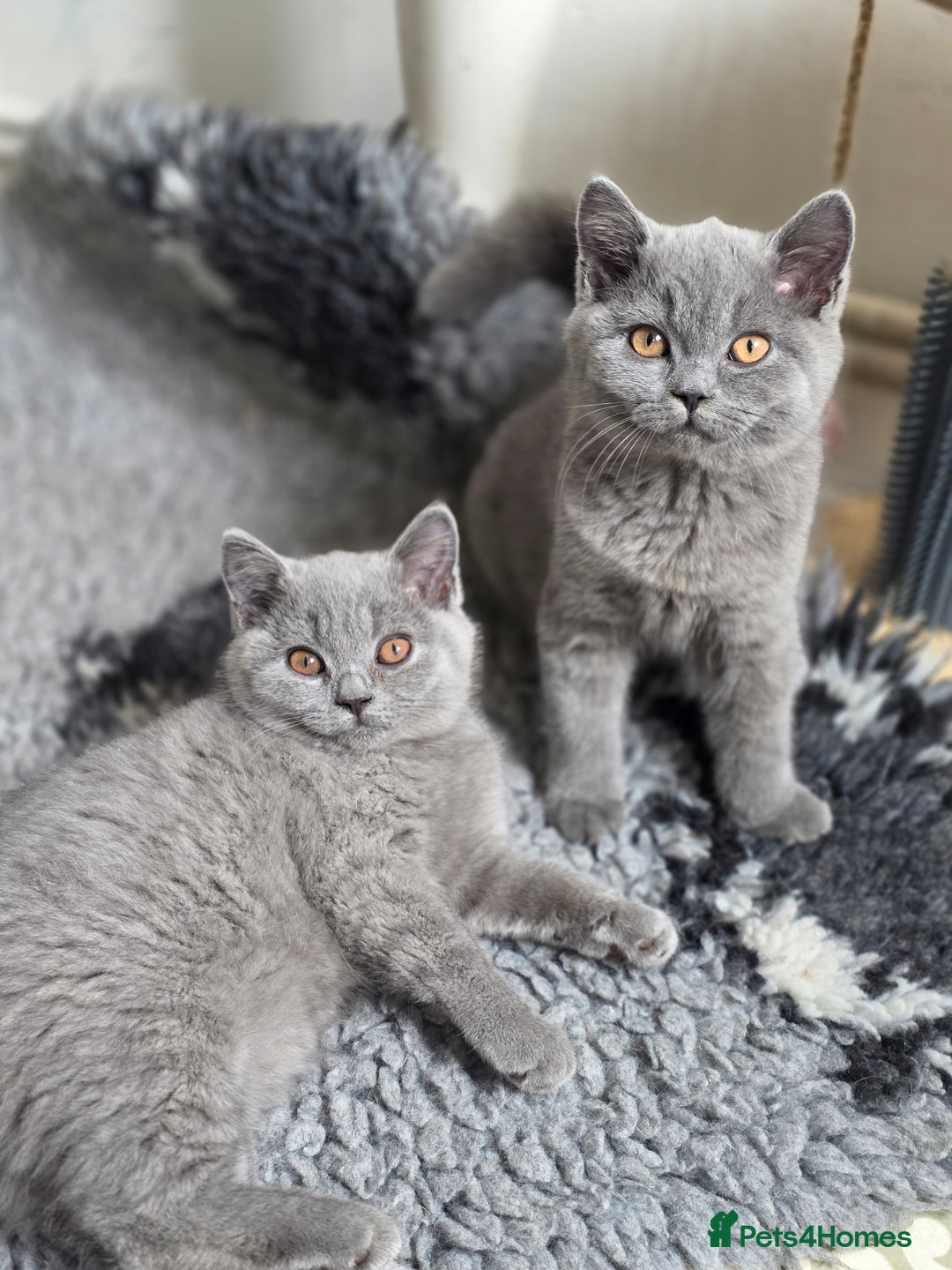 British Shorthair cats for sale: READY 1 boy Pedigree British shorthair  - Image 12