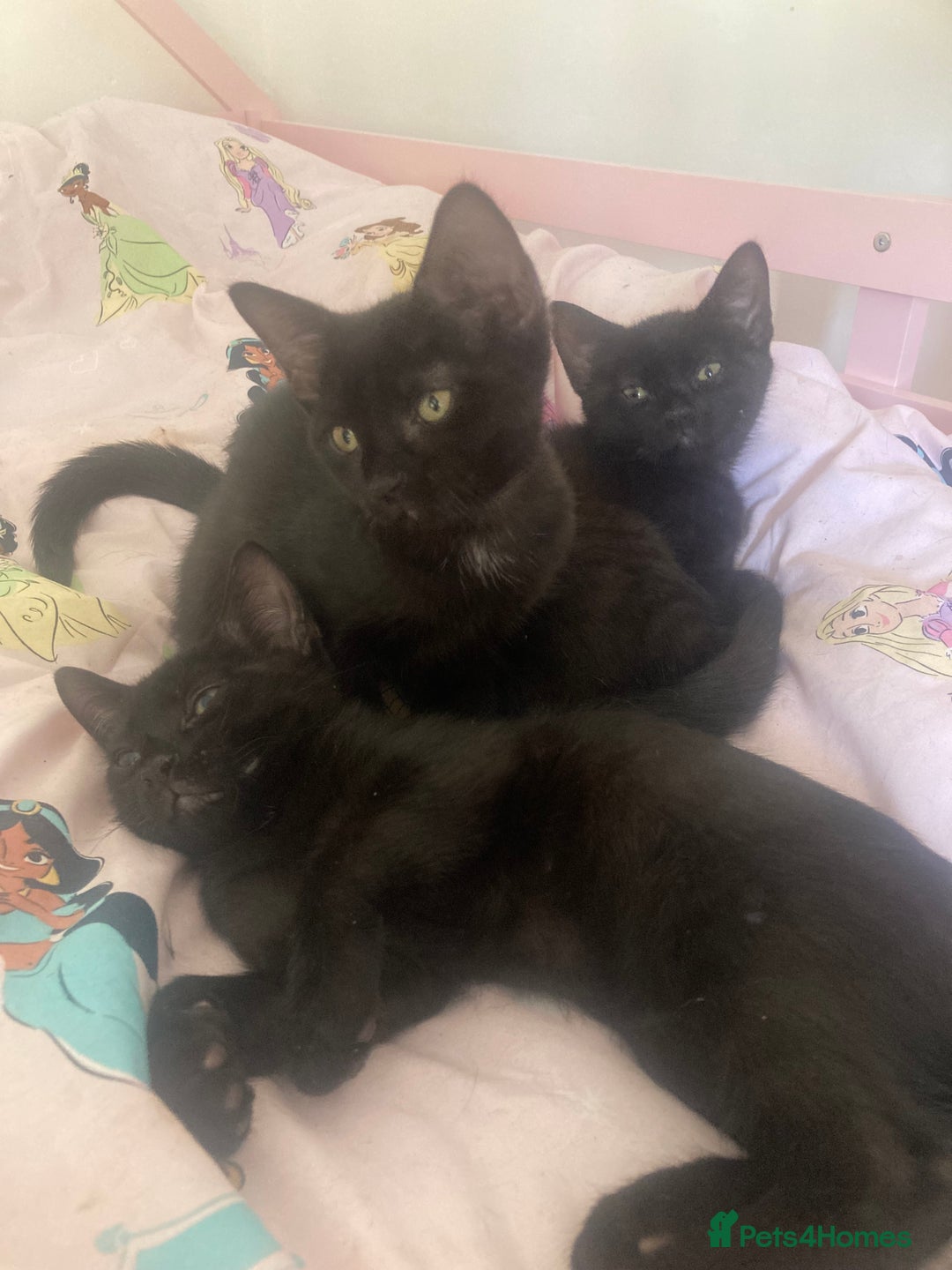 Mixed Breed cats for sale: Sphynx cross kittens  - Image 2