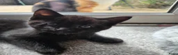 Mixed Breed cats for sale: Two male back Kittens  in Bristol - Advert 8