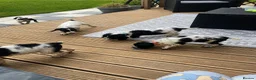 Cocker Spaniel dogs for sale: Beautiful Cocker Spaniel pups for sale - Advert 10