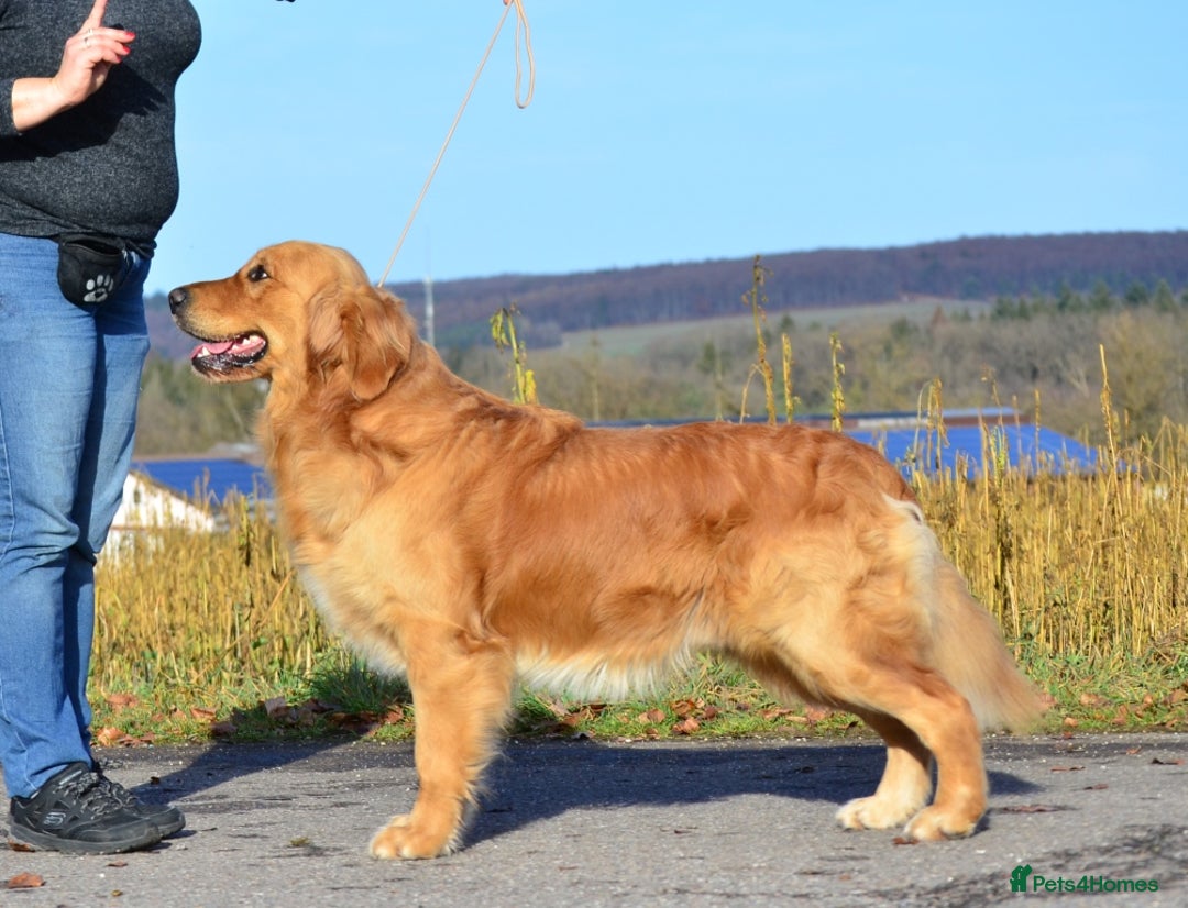 Golden Retriever dogs for sale: KC registered, Health Certificated, DARK SHOW Line - Image 5