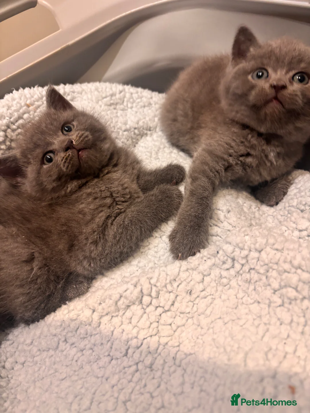 Mixed Breed cats for sale: Mixed kittens  in Bristol - Advert 1