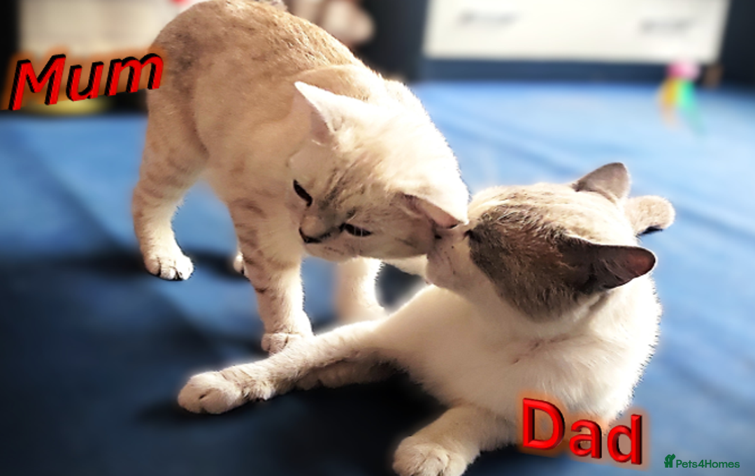 British Shorthair cats for sale: BSH Kittens Ready For New Homes Now - Image 9