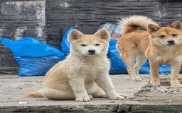 Mixed Breed dogs for sale: Beautiful females chowski puppies  in Maesteg - Image 1