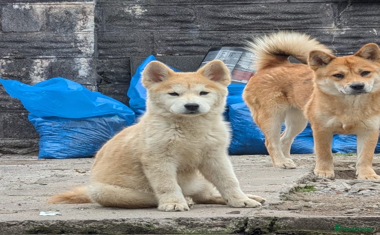 Mixed Breed dogs in Maesteg - Advert 2