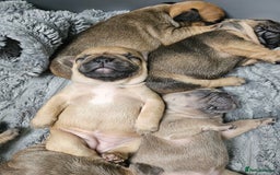 French Bulldog dogs for sale: Gorgeous french bulldogs - Image 2