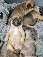 French Bulldog dogs - Advert 4