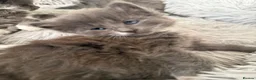 British Shorthair cats for sale: Kittens - Advert 11