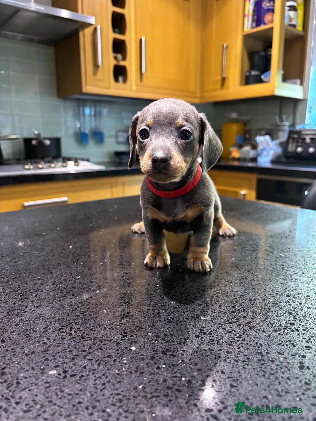 Miniature Dachshund dogs for sale: Miniature dachshunds ready for new homes 🤍 - Advert 12
