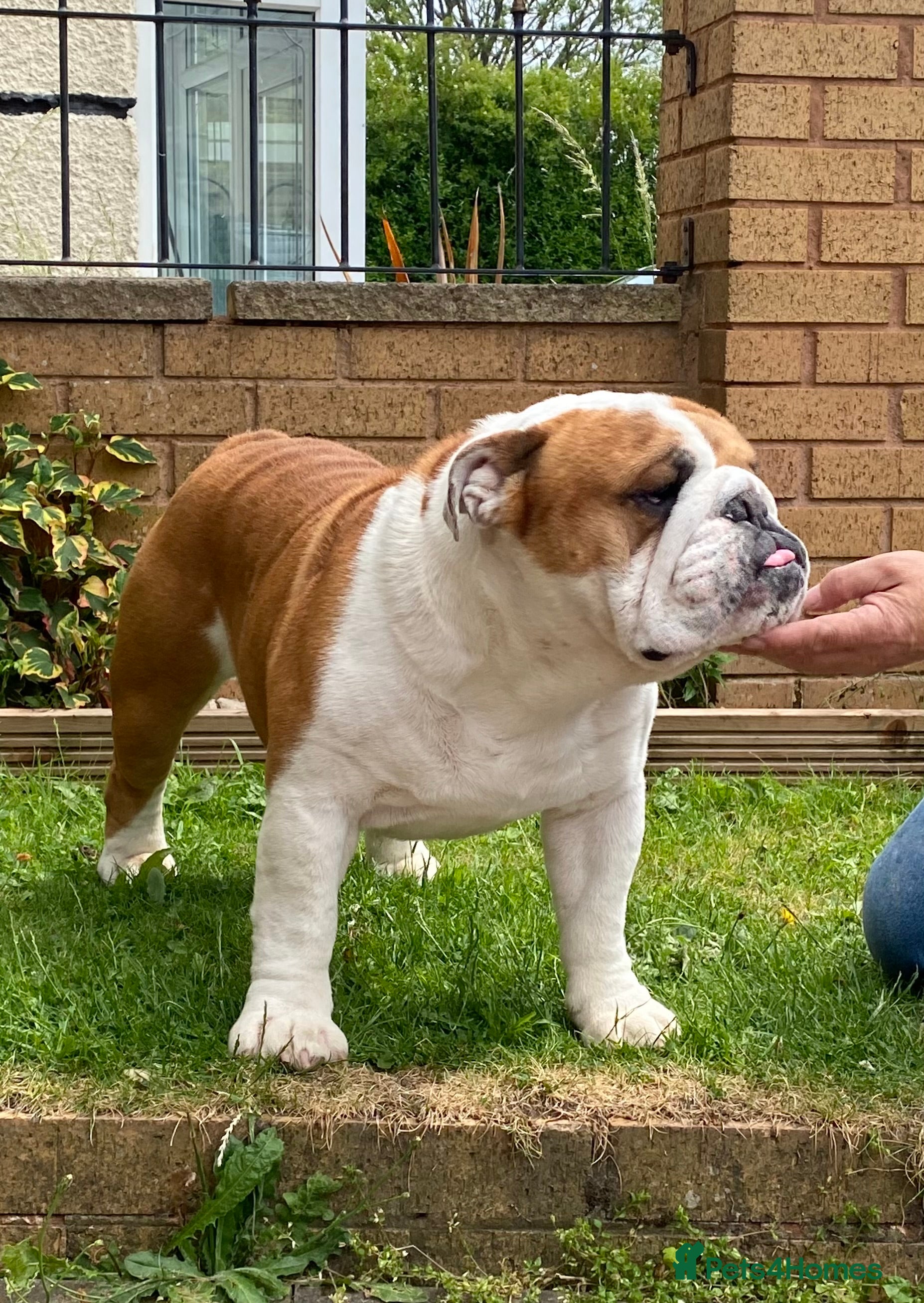 English Bulldog dogs Bulldog at Stud in Tipton - Advert 3