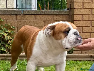 English Bulldog dogs Bulldog at Stud in Tipton - Advert 12