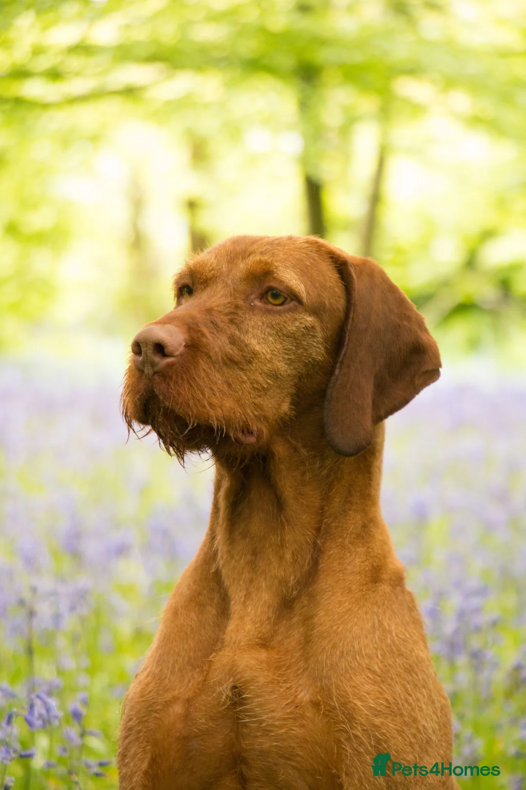 Hungarian Vizsla dogs for stud: Trevor aka FTCH Zoldmali Irka-Firka at CanalGame  in Ashford - Advert 12